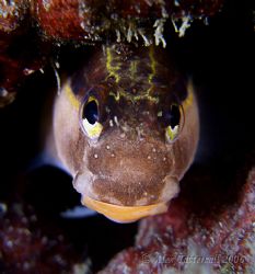 Blenny in a hole today in Taiwan... Typhoon coming tomorr... by Alex Tattersall 